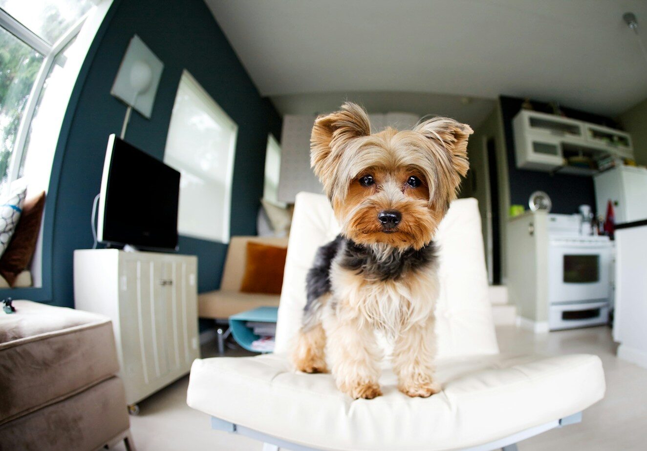 Yorkshire terrier poses on a white chair indoors.